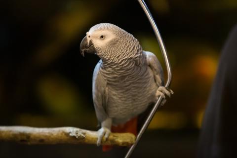 Wonder of Birds